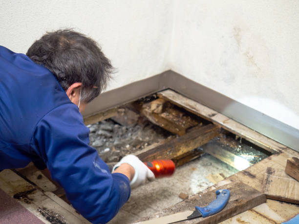 Best Professional Mold Removal  in Cowarts, AL