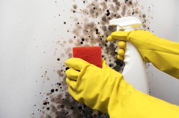 Mold Removal Process in Cowarts, AL